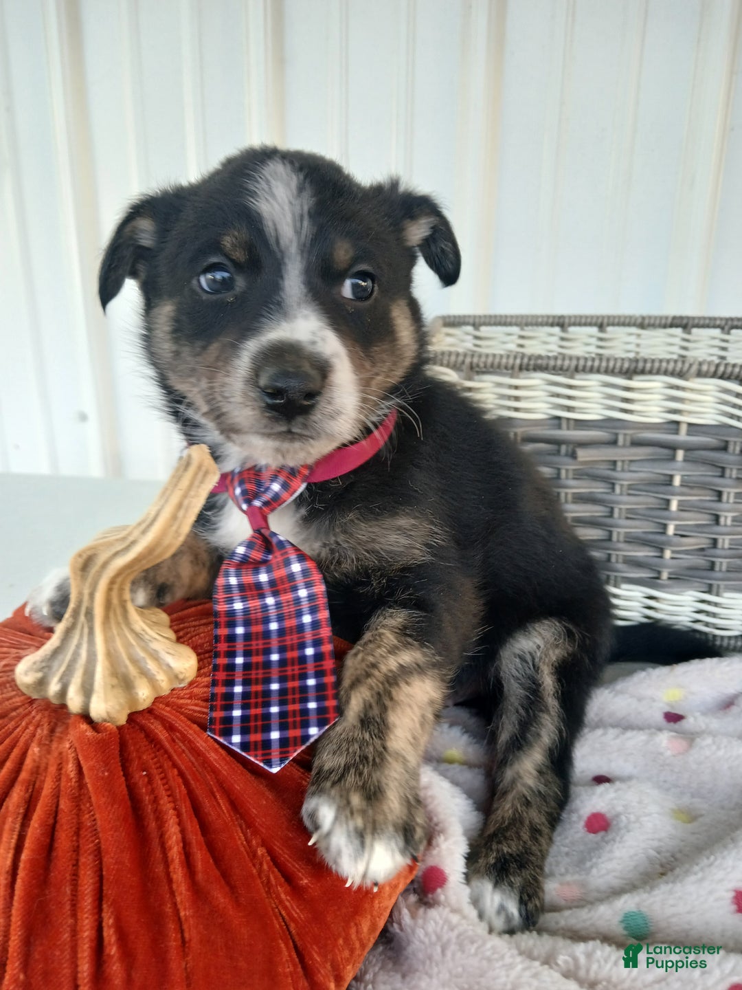 Border Collie dogs for sale: Border Collie Puppy 6 Rufus - Ad 1