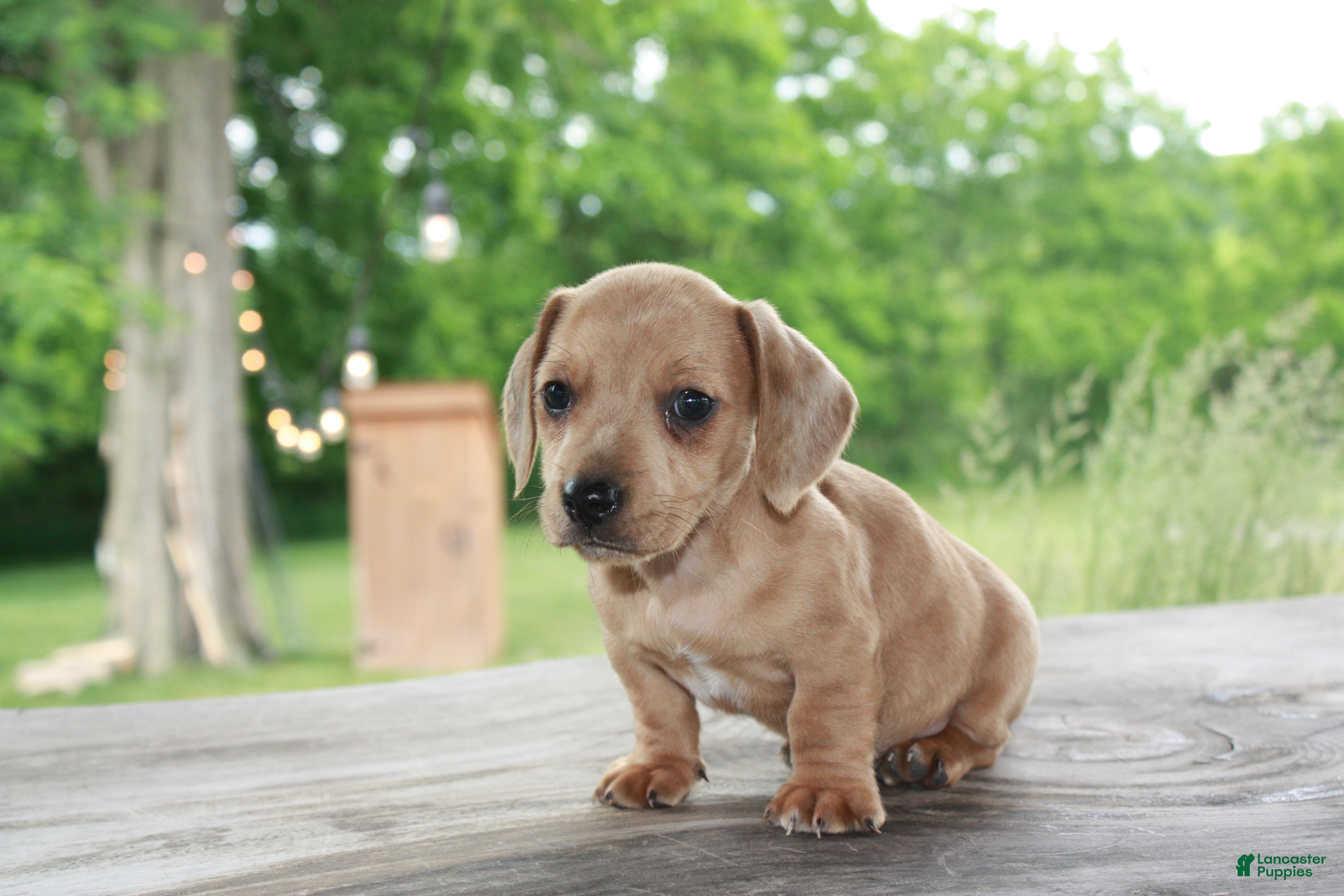 Miniature Dachshund dogs Tucker - Ad 2