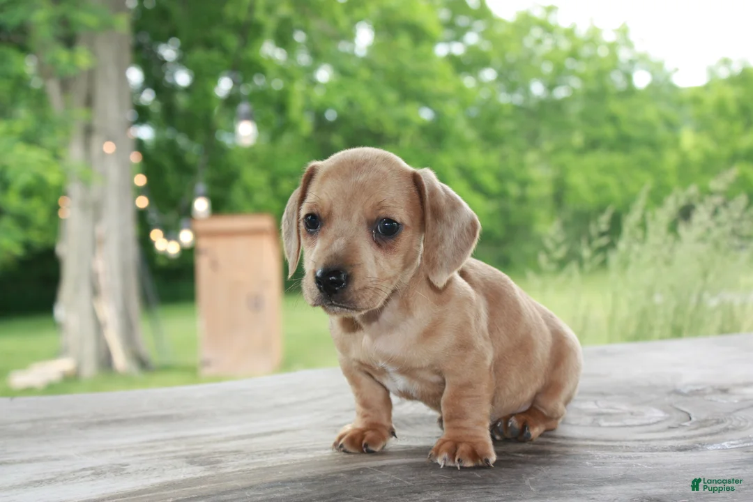 Miniature Dachshund dogs for sale: Tucker - Ad 2