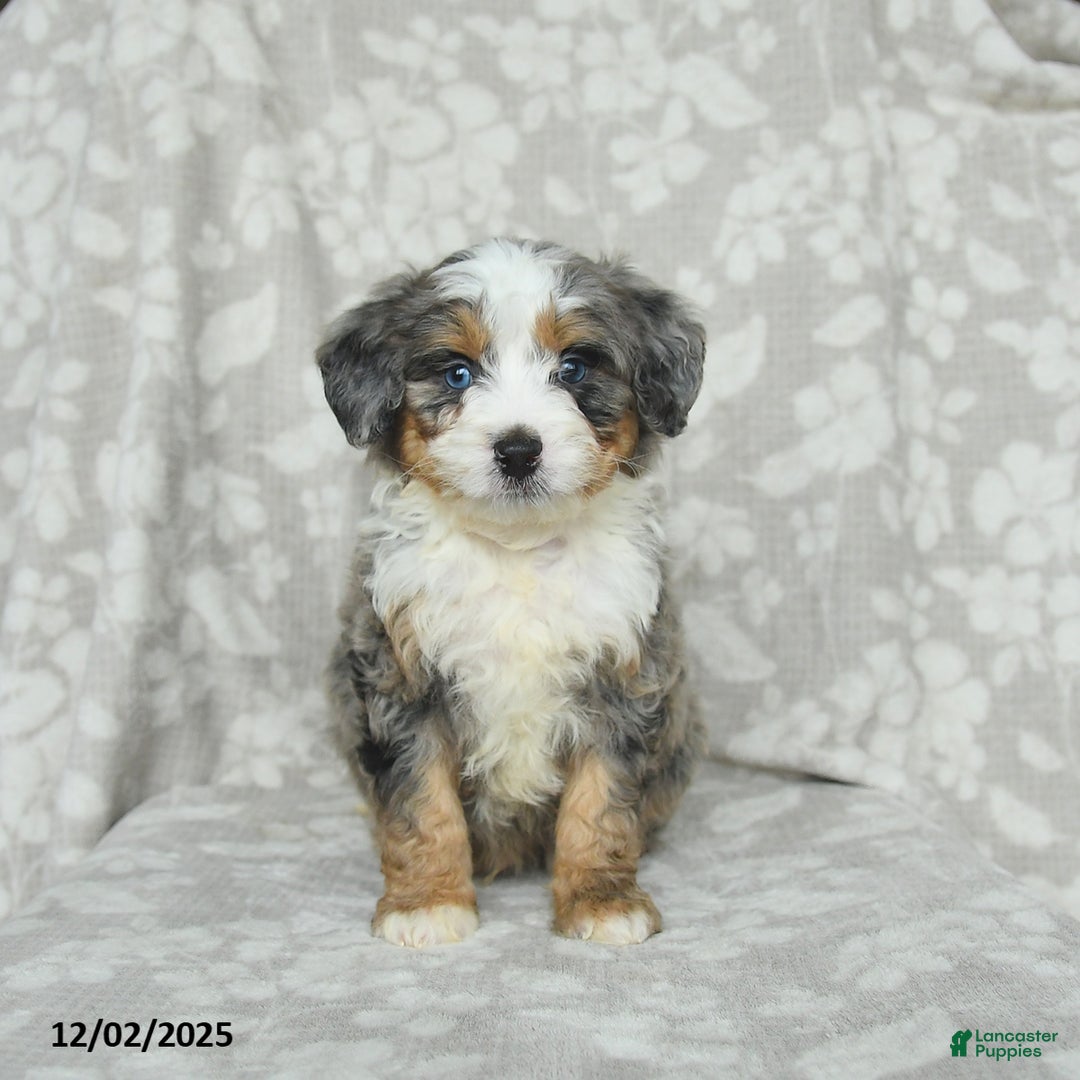 Mini Bernedoodle dogs for sale: Tommie - Ad 4