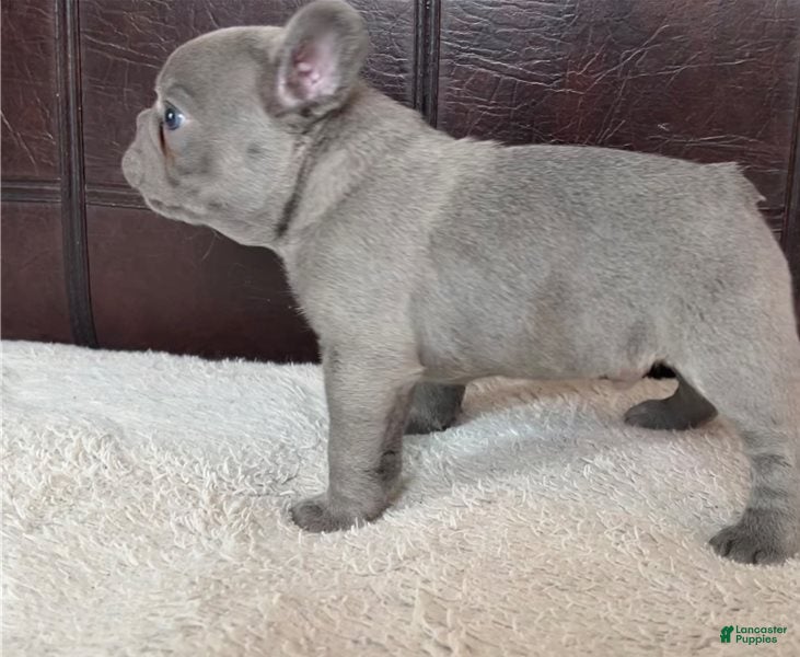 German Shepherd dogs Avery - Ad 19