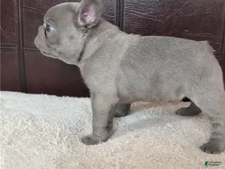 German Shepherd dogs Avery - Ad 5