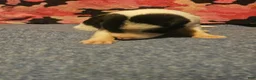 Border Collie dogs for sale: Tia - Ad 5
