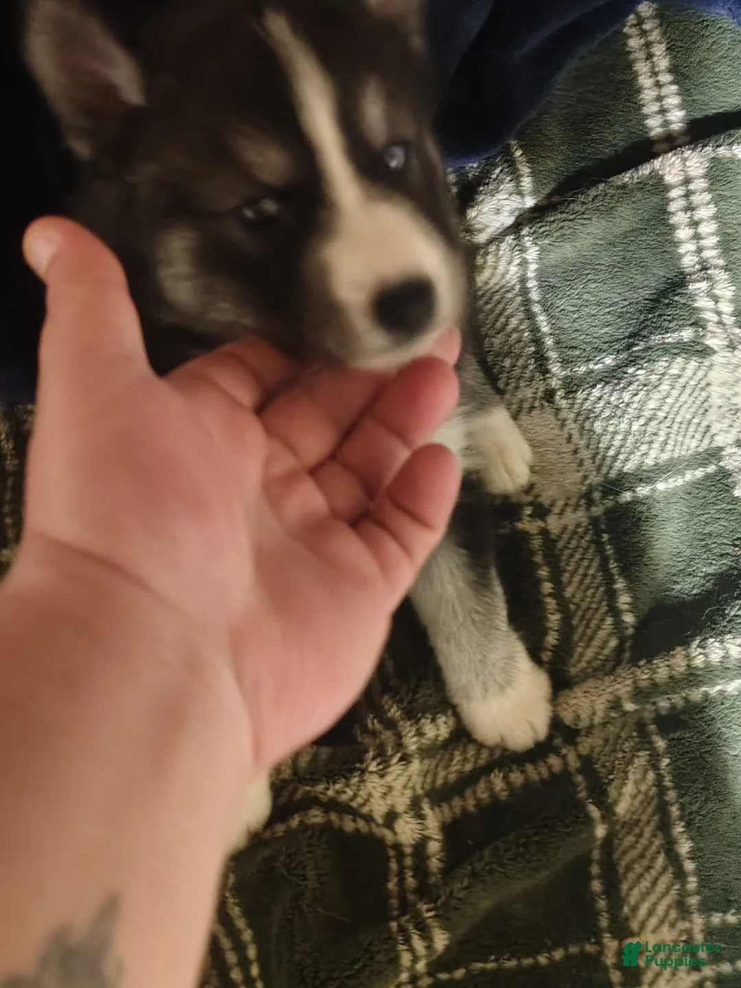 Siberian Husky dogs for sale: Siberian Husky 2 - Ad 2