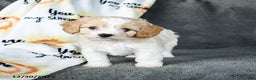 Cavachon dogs for sale: Rex - Ad 2