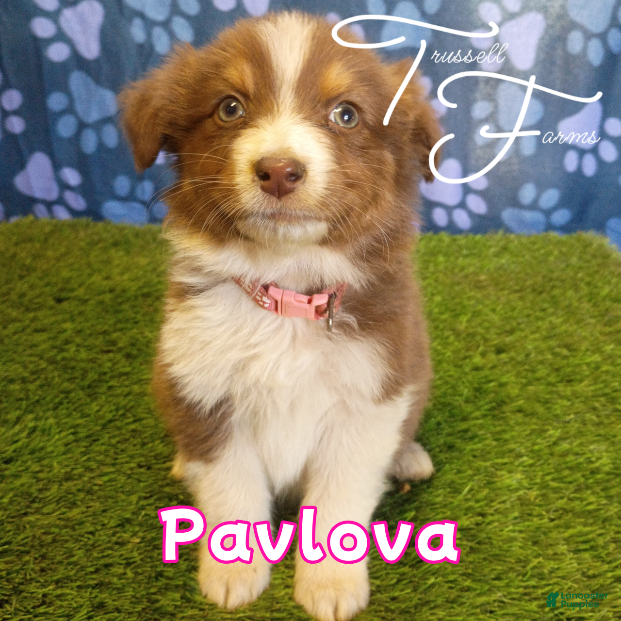 Australian Shepherd dogs Pavlova - Ad 1