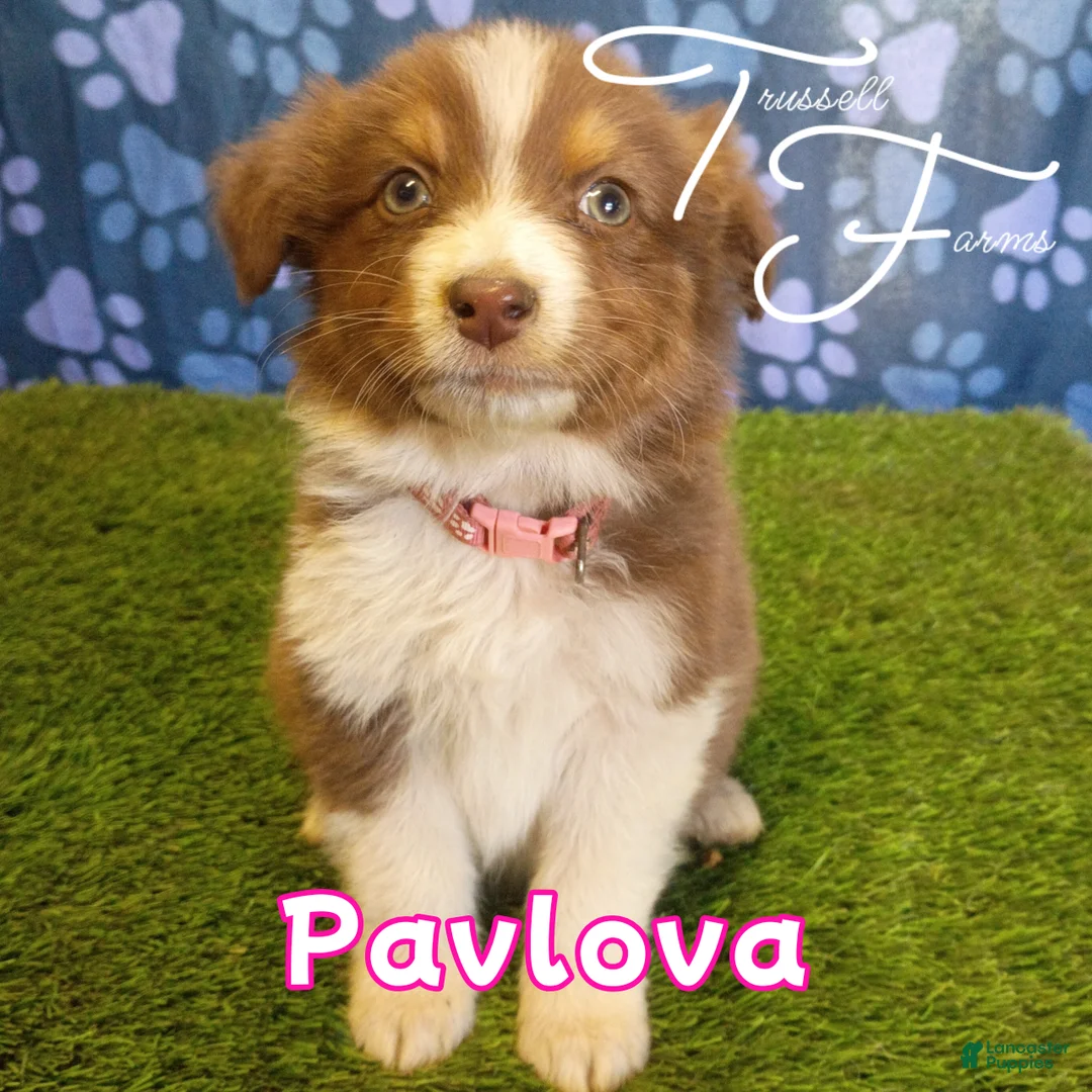 Australian Shepherd dogs for sale: Pavlova - Ad 1