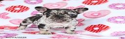 French Bulldog dogs for sale: Fifi - Ad 4