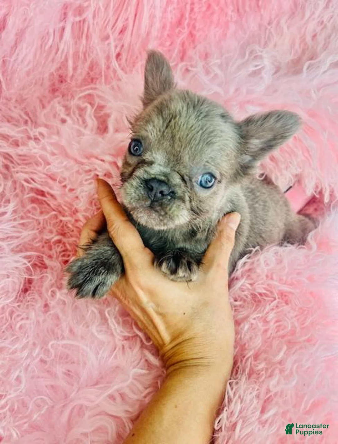 French Bulldog dogs for sale: Mini Fluffy French Bulldog Puppy 1 - Ad 2