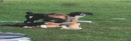 Mixed Breed dogs for sale: Indie - Ad 4