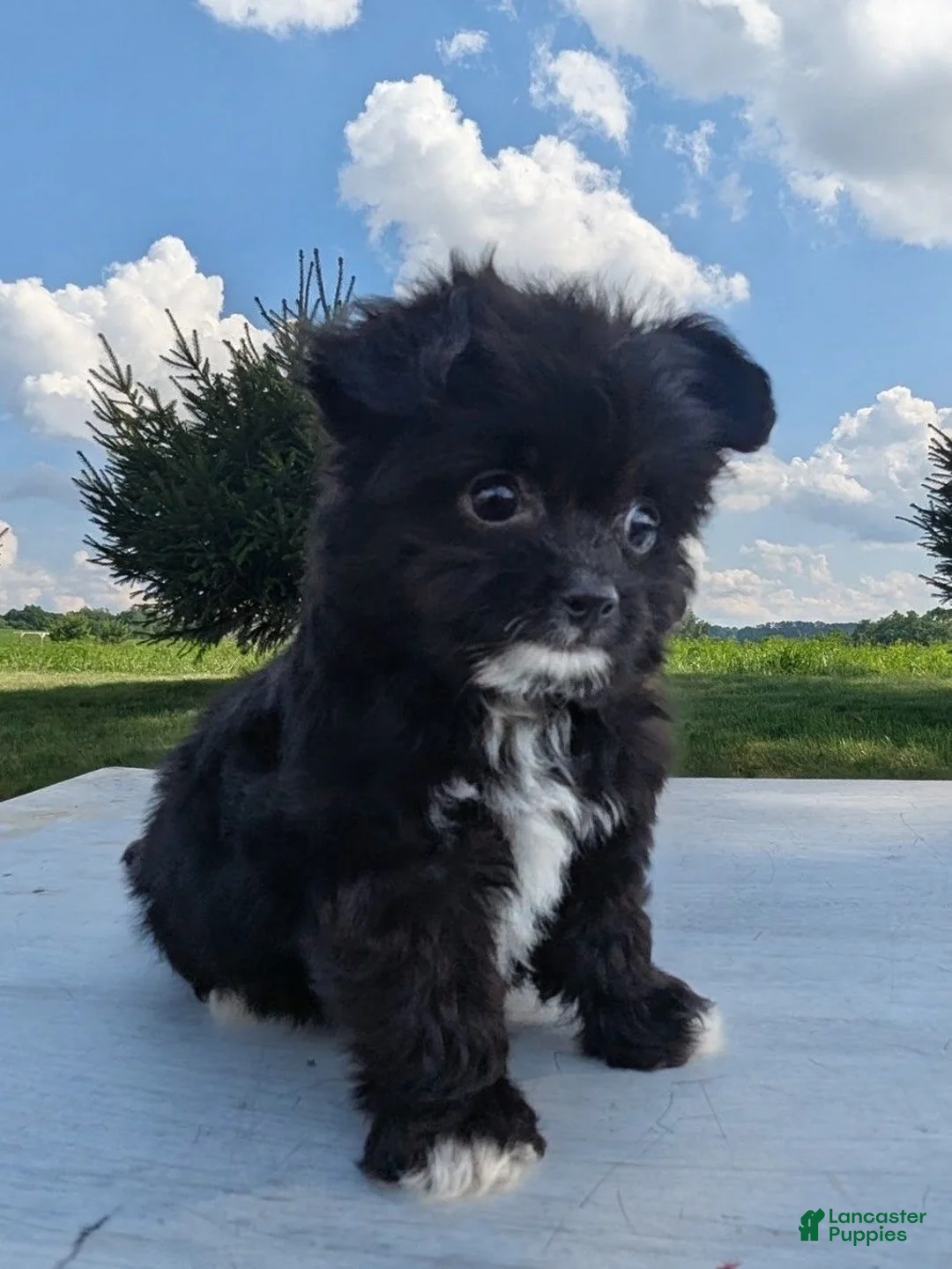Chipoo dogs for sale: Eric - Ad 12