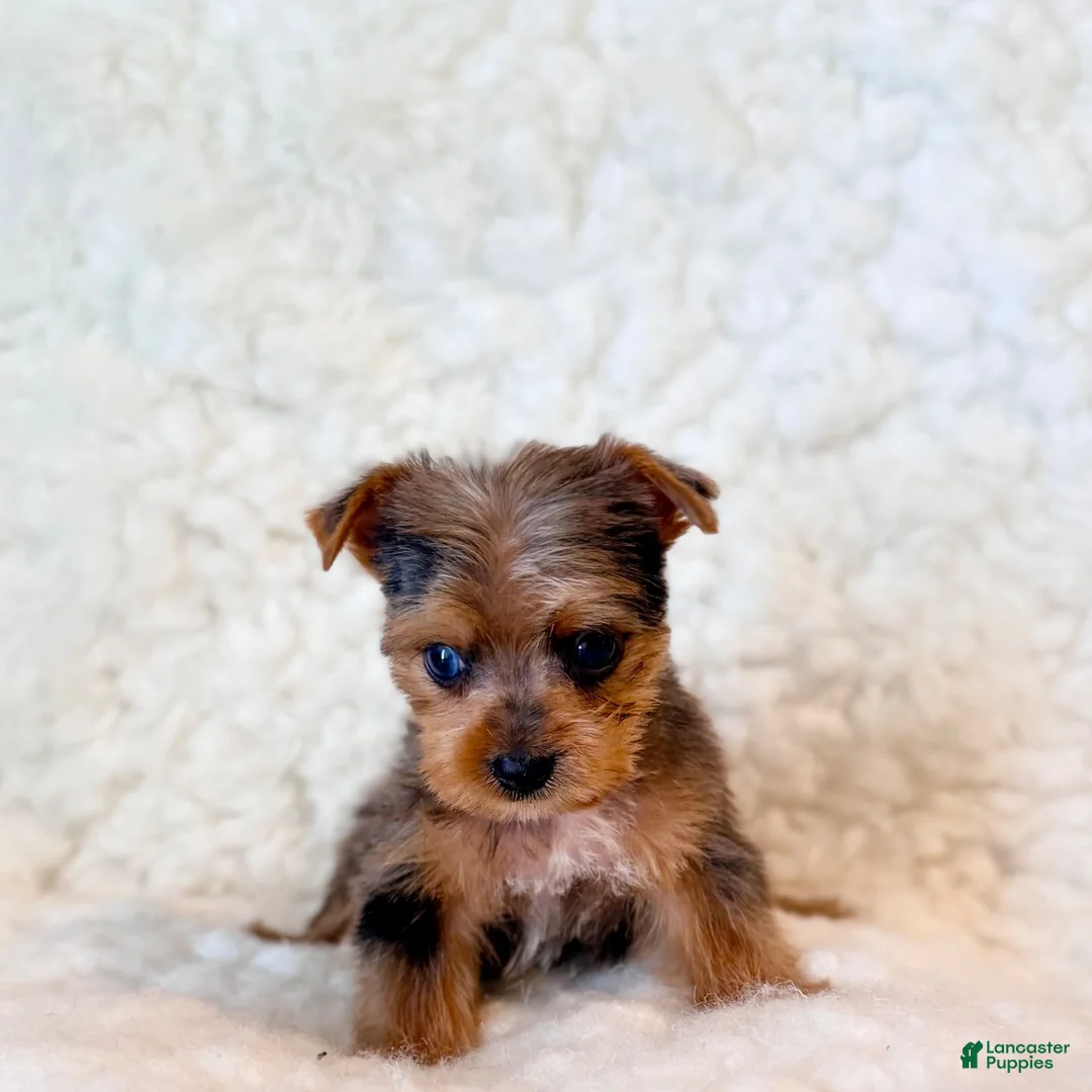 Yorkshire Terrier dogs for sale: Blue tiny toy - Ad 6