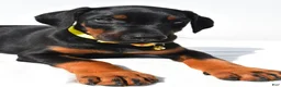 Doberman Pinscher dogs for sale: Bubba - Ad 8