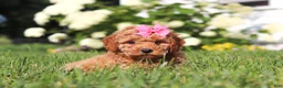 Cavapoo dogs for sale: Millie - Ad 3