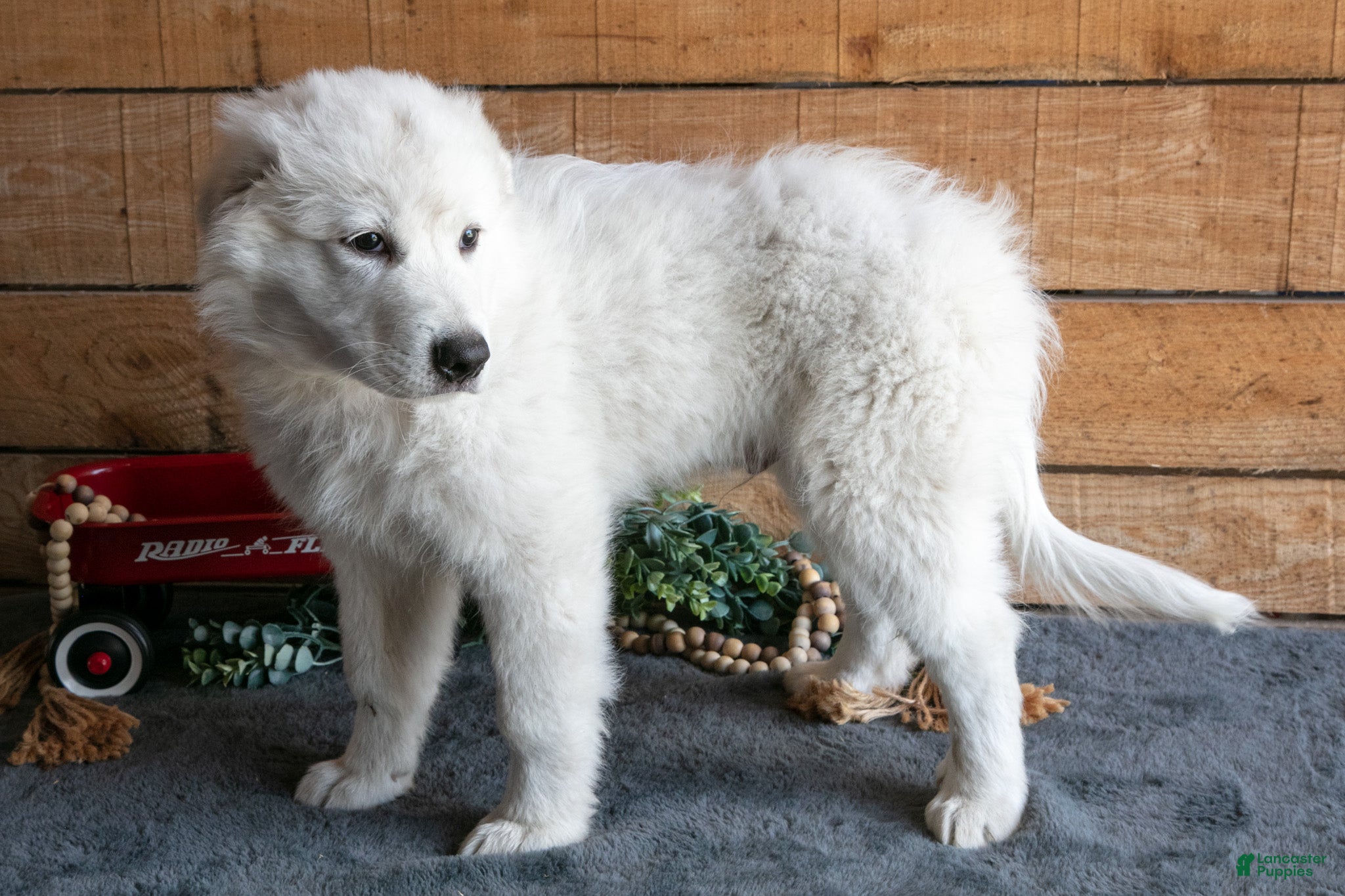 Maremma Sheepdog dogs Vito Jr  - Ad 2