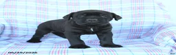 Cane Corso dogs for sale: Sam - Ad 3