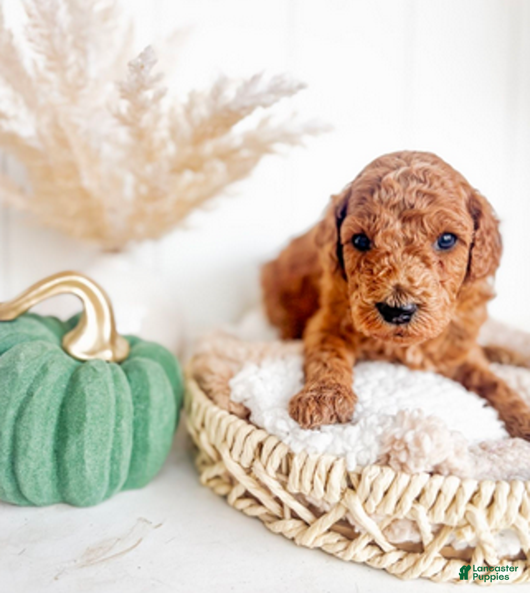 Mini Goldendoodle dogs for sale: Cider - Ad 1