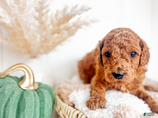 Mini Goldendoodle dogs Cider - Ad 12