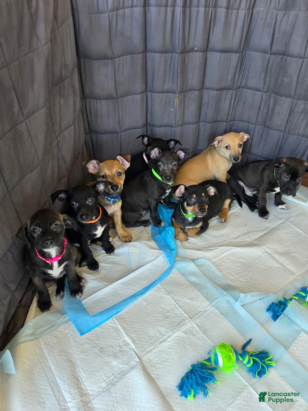 Chiweenie dogs for sale: Chiweenie Puppy 2 - Ad 2