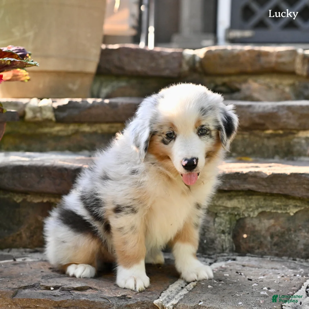 Australian Shepherd dogs for sale: Lucky - Ad 5