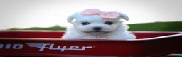 Maltese dogs for sale: Melodie 💕  - Ad 6