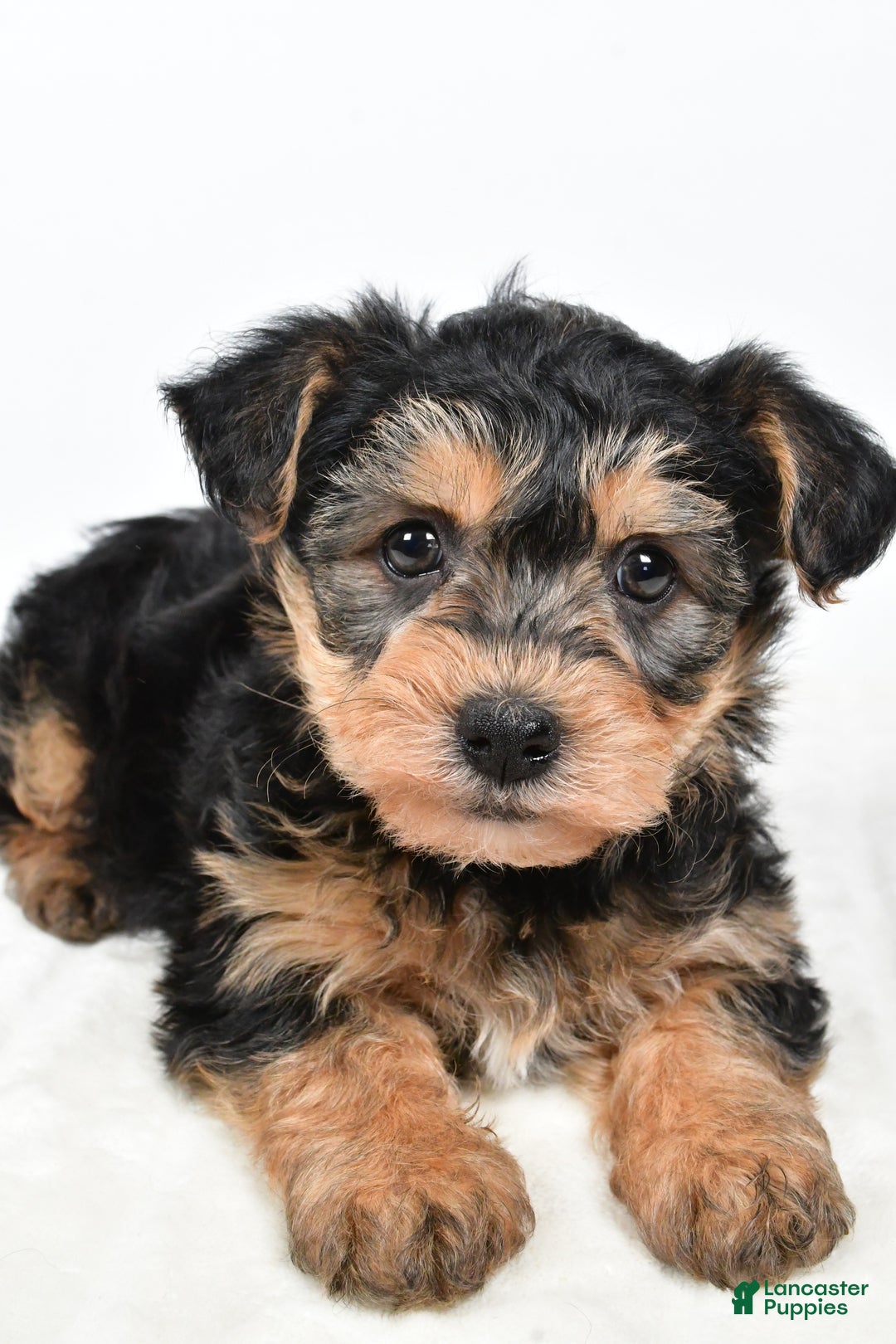Morkie dogs for sale: Noah - Ad 8