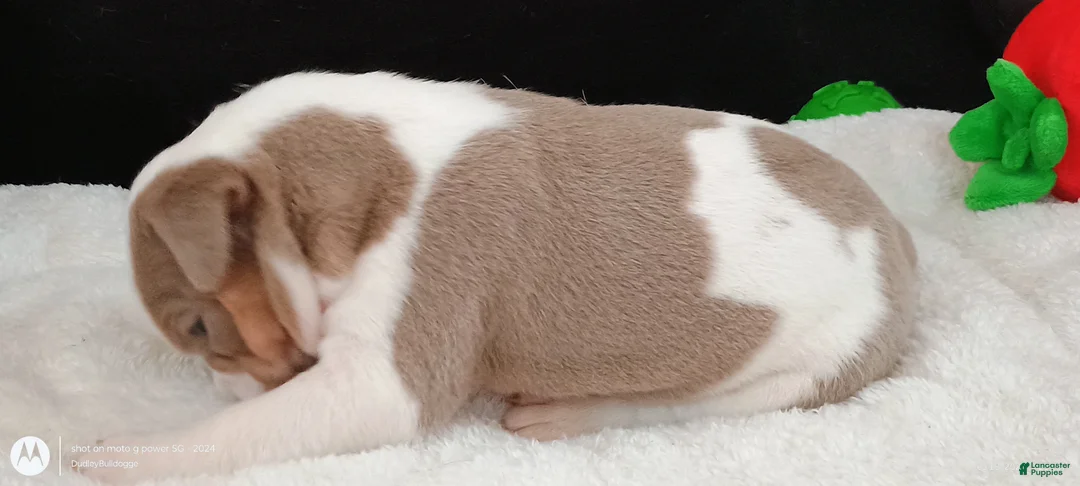 Olde English Bulldogge dogs for sale: Dudley Bulldogges Beyla - Ad 3