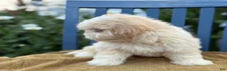 Shih Tzu dogs for sale: Hank - Ad 10