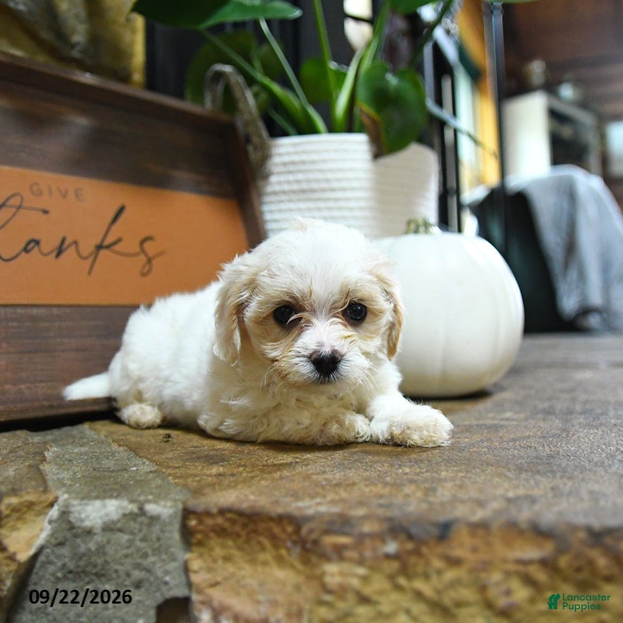 Maltipoo dogs Xochitl - Ad 2