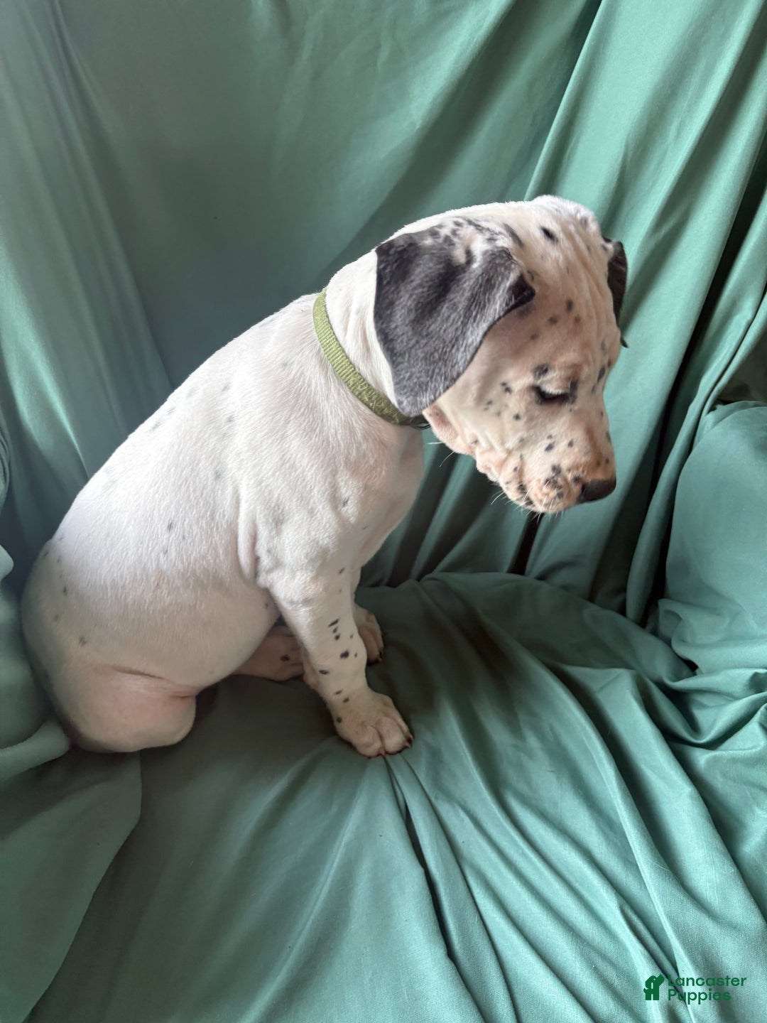 Mixed Breed dogs for sale: Samuel - Ad 4