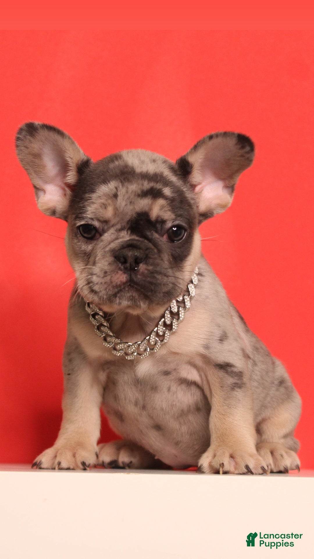 French Bulldog dogs for sale: Wiggles  - Ad 3