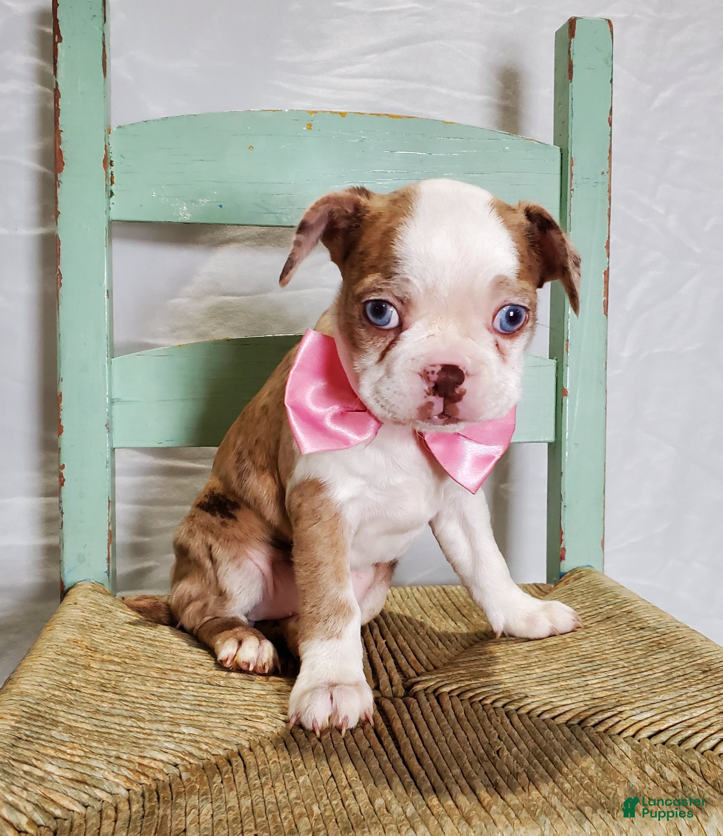 Boston Terrier dogs Joy - Ad 1