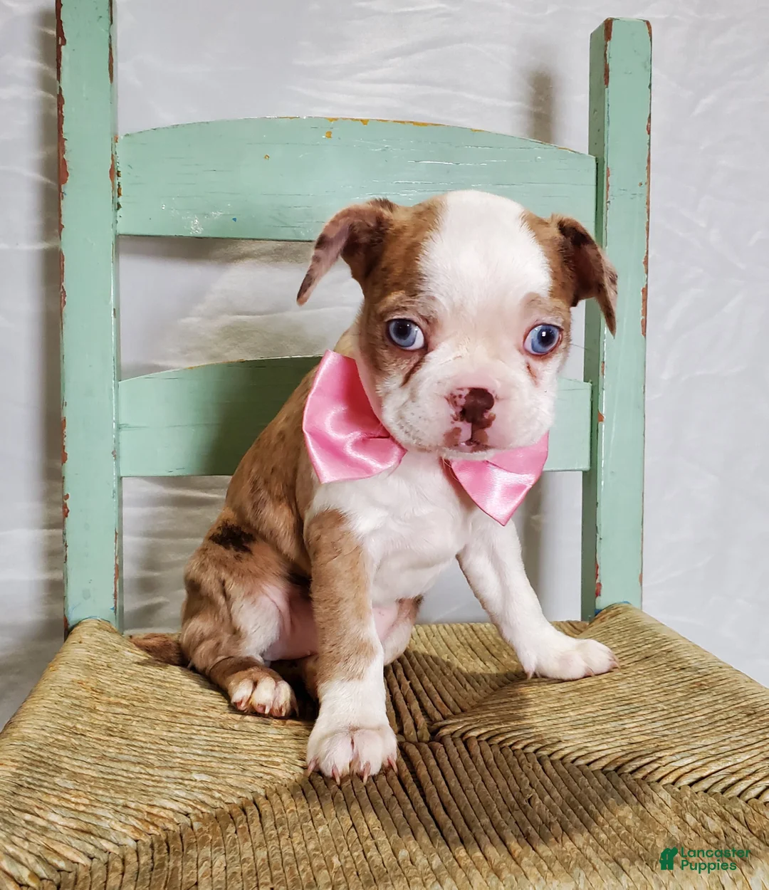 Boston Terrier dogs for sale: Joy - Ad 1