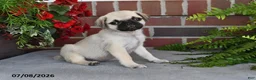 Puggle dogs for sale: Poppy - Ad 1