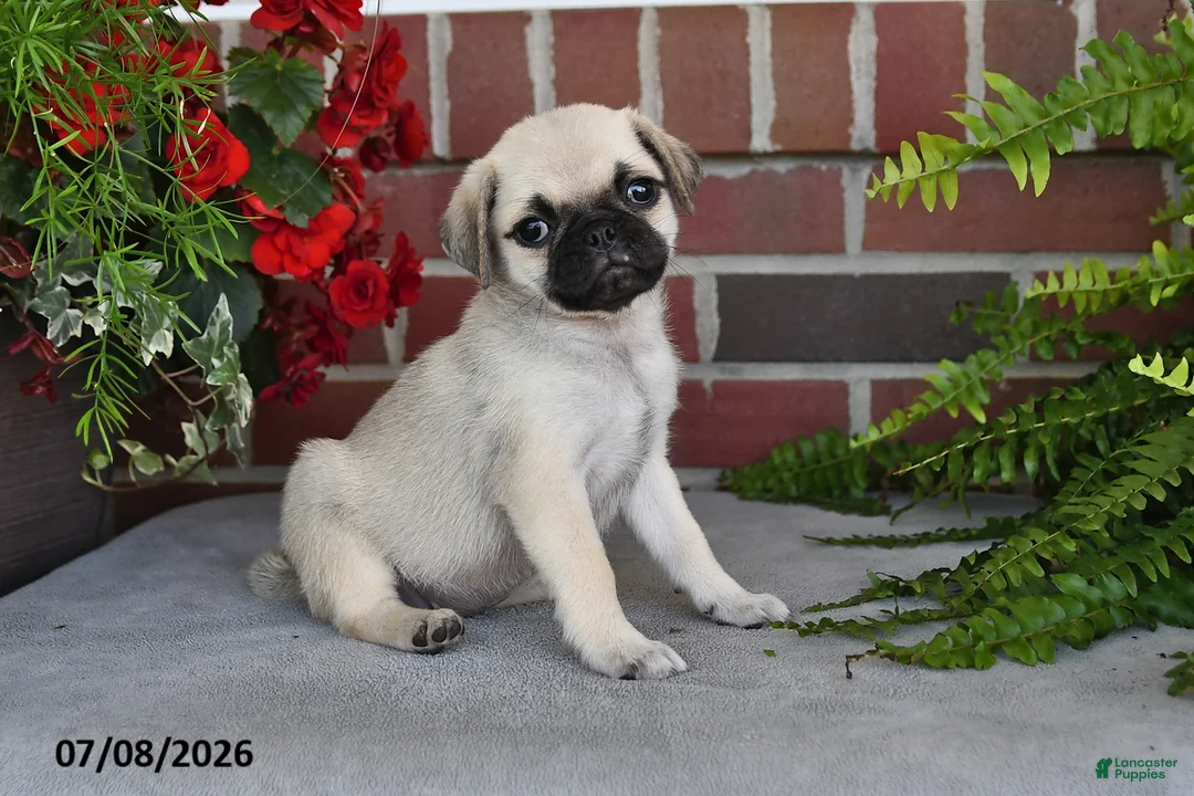 Puggle dogs for sale: Poppy - Ad 1