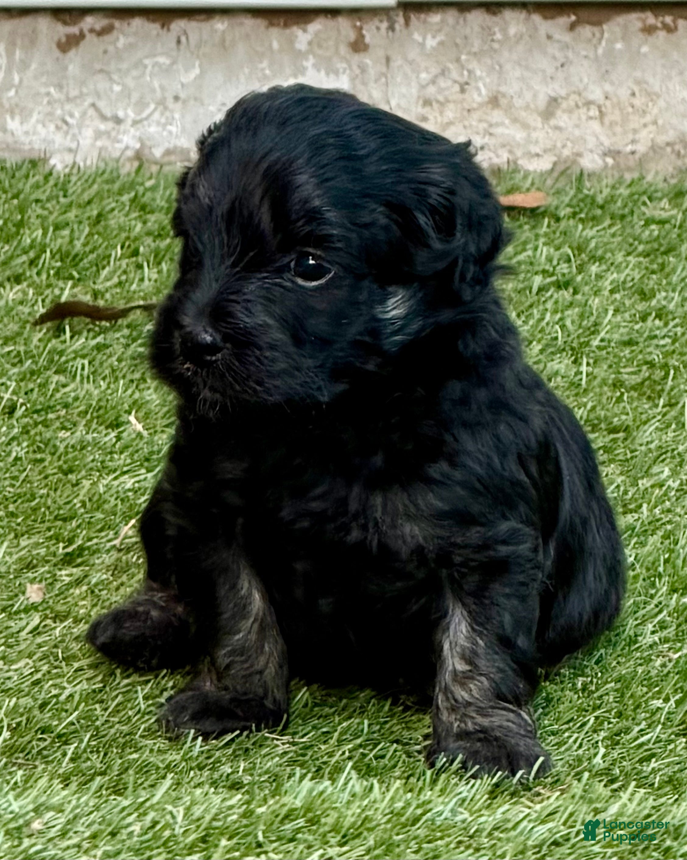 Goldendoodle dogs Boy - Ad 2