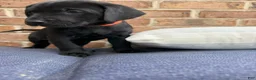 Labrador Retriever dogs for sale: Labrador Retriever - Orange Collar - Ad 1