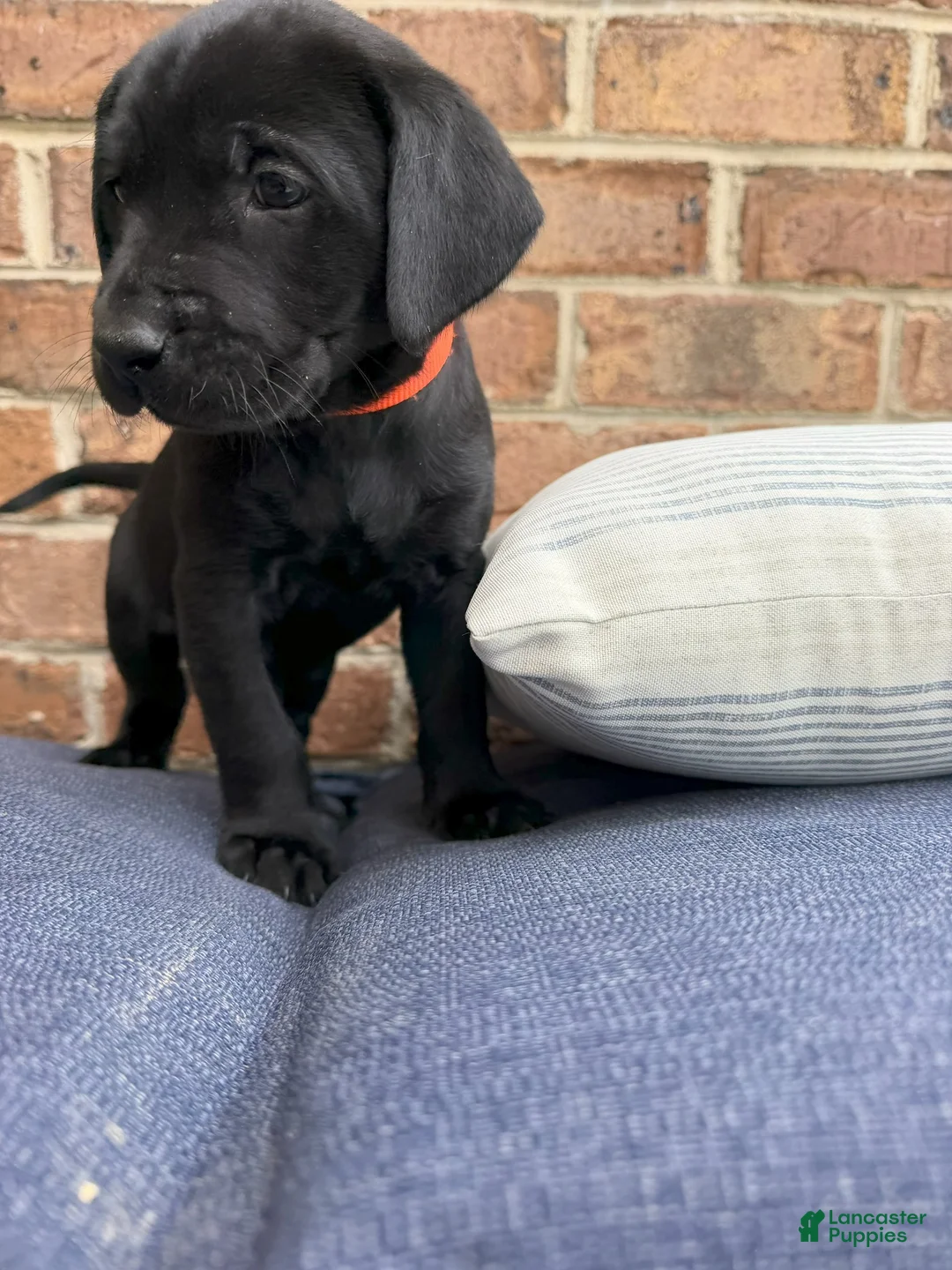 Labrador Retriever dogs for sale: Labrador Retriever - Orange Collar - Ad 1