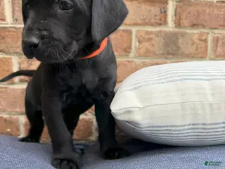 Labrador Retriever dogs for sale: Labrador Retriever - Orange Collar - Ad 1