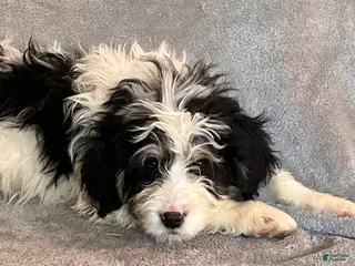 Bernedoodle dogs Jude updated pics - Ad 24