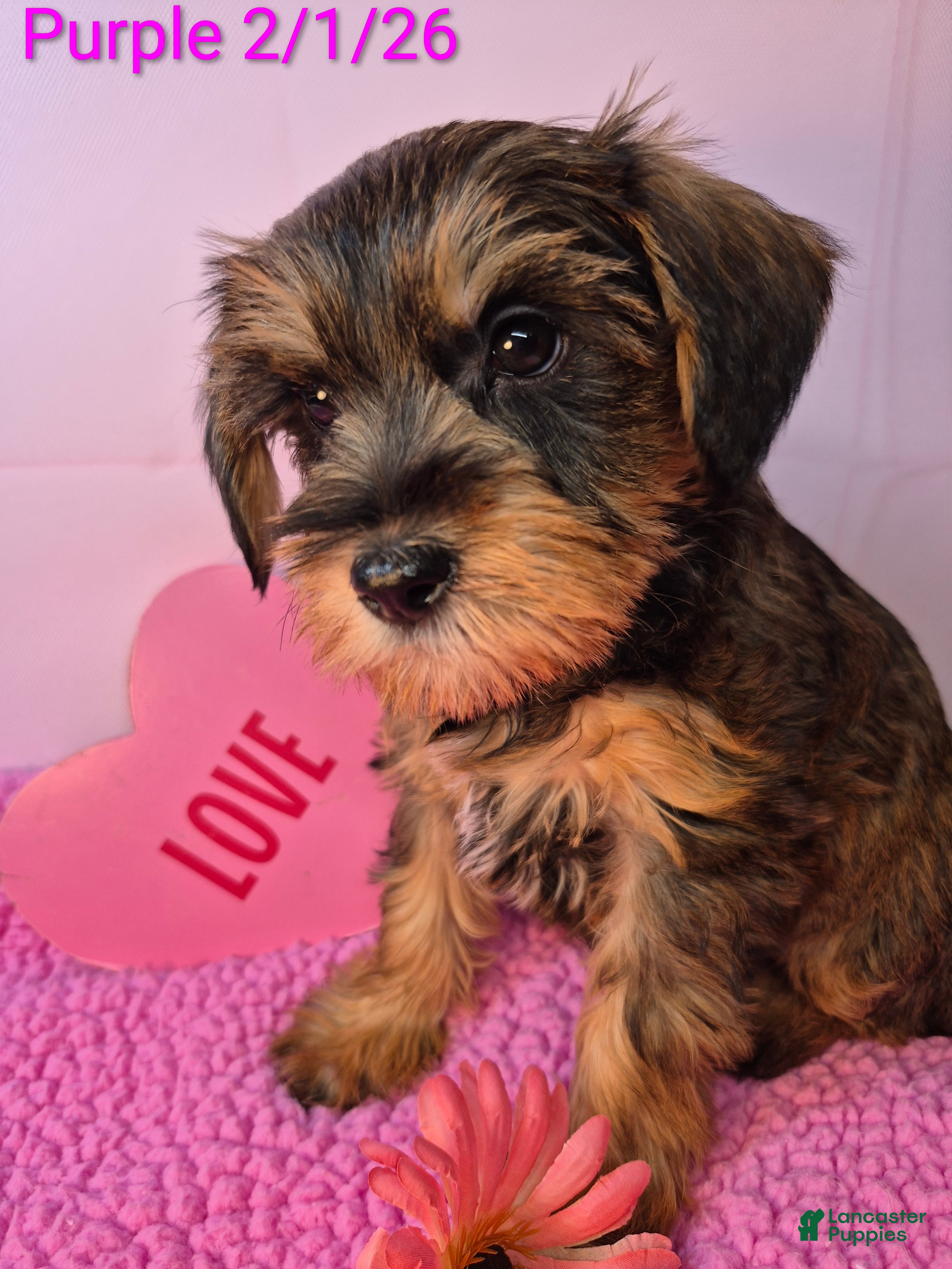 Mixed Breed dogs Mixed Breed Puppy 6 - Ad 40