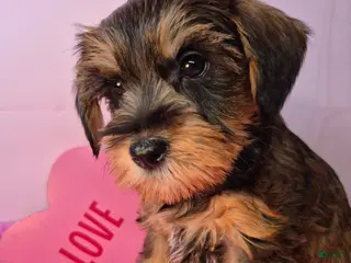 Mixed Breed dogs Mixed Breed Puppy 6 - Ad 40