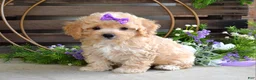 Maltipoo dogs for sale: Hazel - Ad 7
