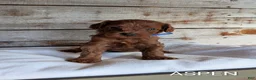 Cavapoo dogs for sale: Woody - Ad 4