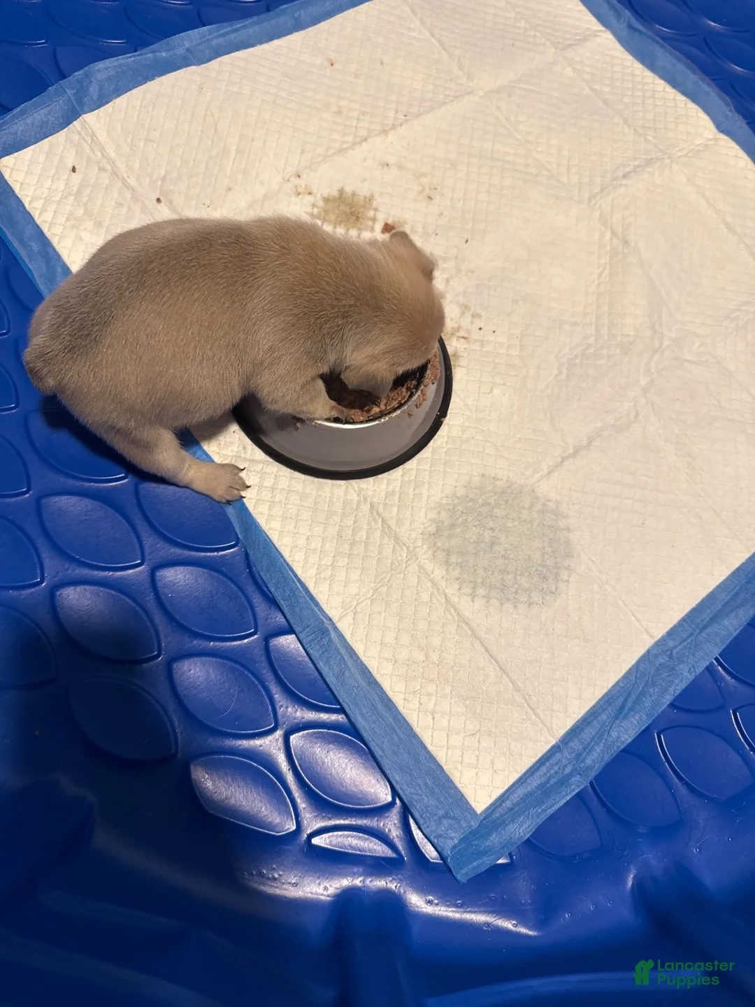 French Bulldog dogs for sale: French Bulldog 1 - Ad 2