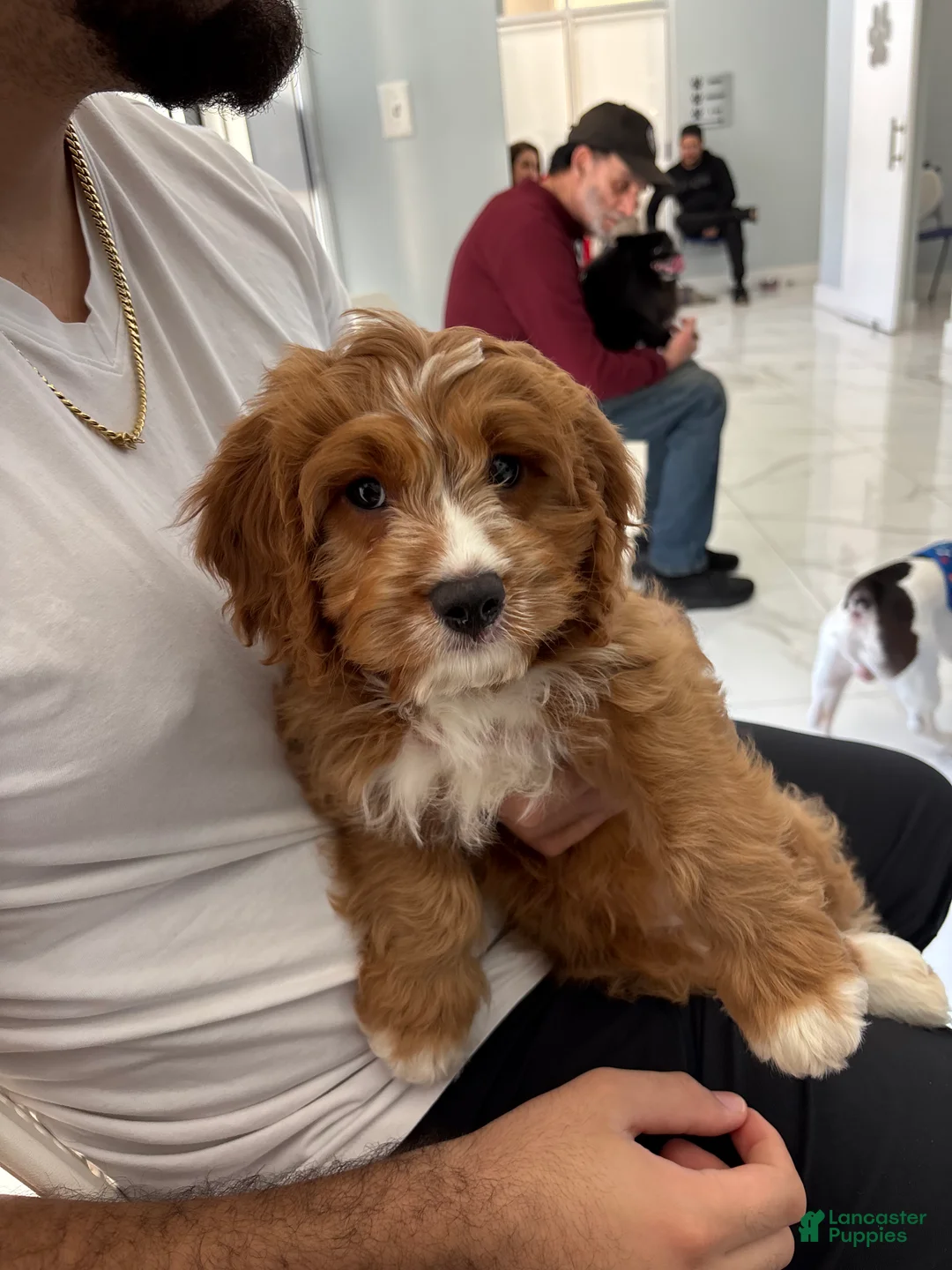 Cavapoo dogs for sale: Cavapoo Puppy 1 - Ad 4