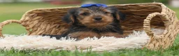 Yorkshire Terrier dogs for sale:  Bruno 🐶 - Ad 5