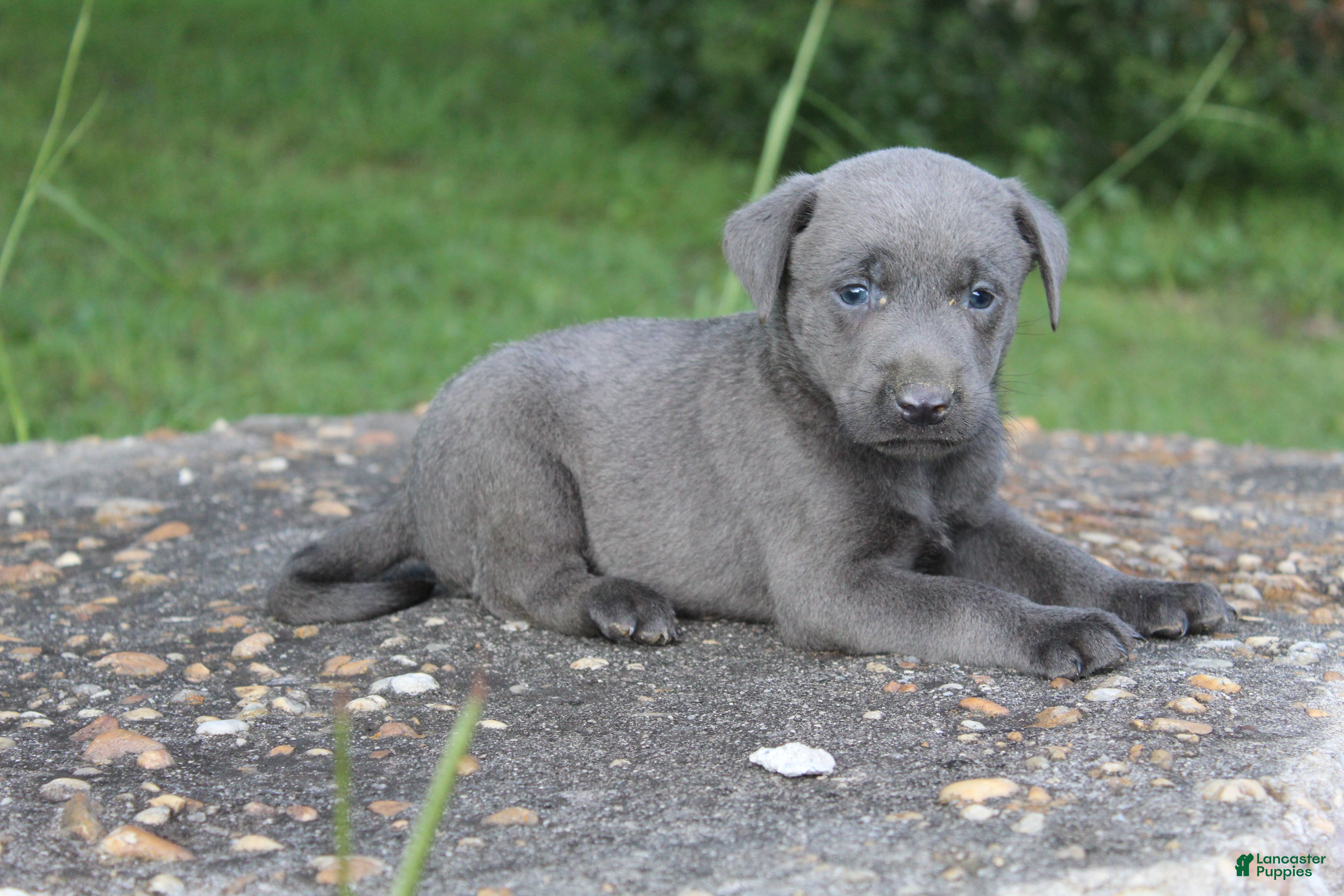 Labrador Retriever dogs Axel - Ad 1