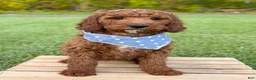 Irish Doodle dogs for sale: Copper - Ad 7