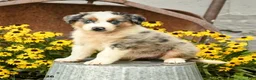 Australian Shepherd dogs for sale: Finley - Ad 5